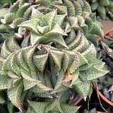 Haworthia venosa (tessellata) (available 8.5cm and 10.5cm Ø)